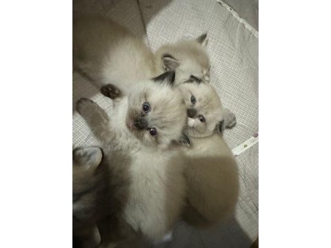 Kendi british longhair yavrularım sahiplendirme yapılacaktır