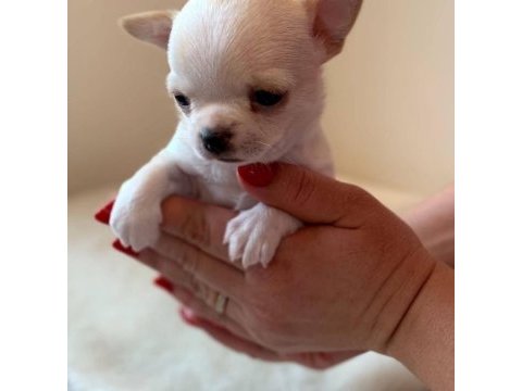 White chihuahua teacup mini boy yavrular geldi