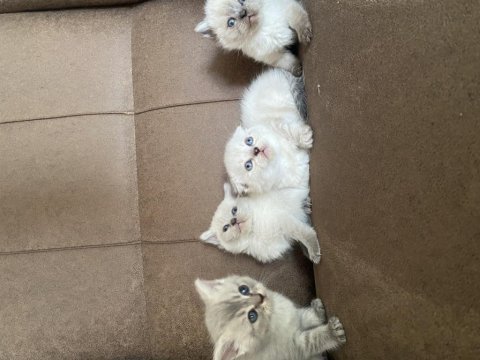 Mavi gözlü british longhair point yavrular