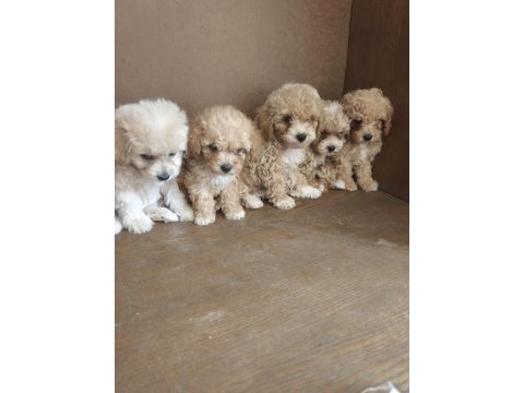 Anne altından maltipoo bebekler