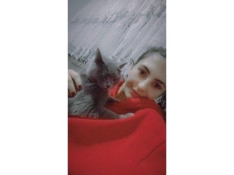 British shorthair kedimi çiftleştirmek istiyorum
