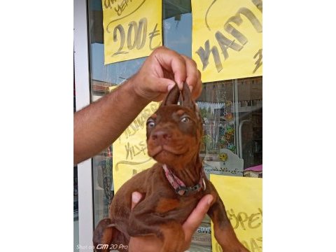 Doberman yavrular 19/05 doğumlu cipli karneli