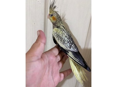 50 günlük kusursuz pearl sultan papağanı bebek