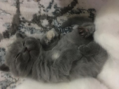 Chinchilla ırk yavru