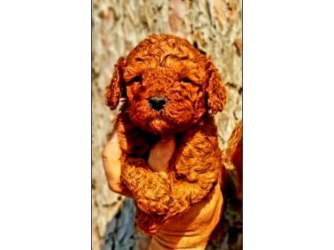 Efsane toy poodle yavrularımız