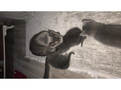 Russian blue dişi