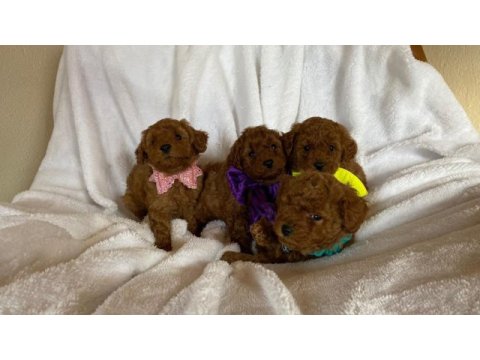 Kore poodle bebekler