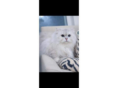 Kedimiz için eşleşme ilanıdır
