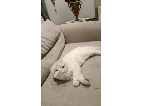 Rus scottish fold
