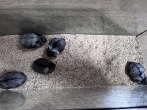 Rus cüce hamster (panda gonzales)
