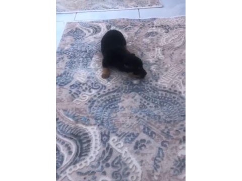 Pinscher yavrular ırk sağlık garantili