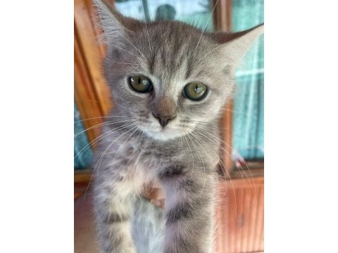British shorthair golden