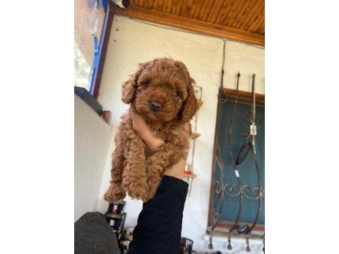 A kalite toy poodle yavrularım