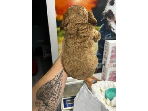 Oyuncak gibi poodle bebeklerimiz
