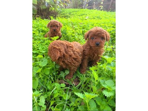 Toy poodle muhteşem bebekler