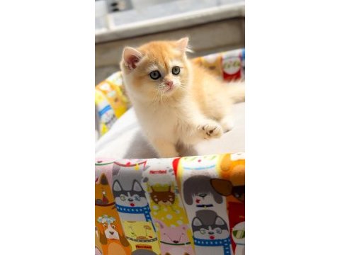 British shorthair ny12