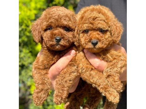 Safkan toy poodle bebekler