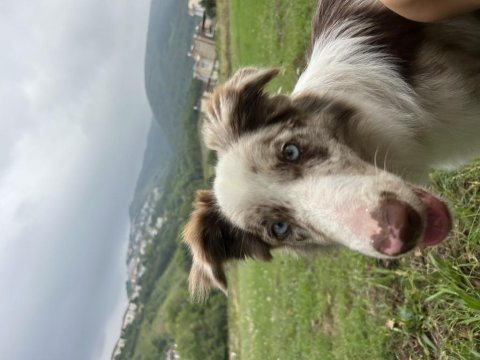 Blue merle border collie toby’e yeni yuvasını arıyorum