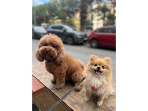 Eğitimli ırk ve sağlık garantili tea cup pomeranian