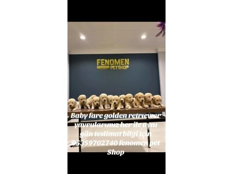 Baby face golden retriever yavruları safkan belgeli