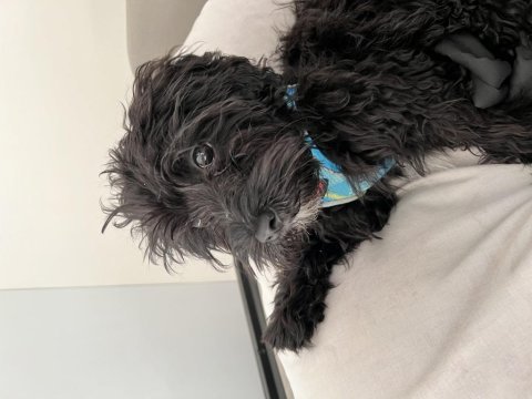 Bütün aşıları tam 4 aylık yavru maltipoo