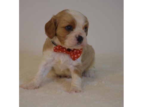 A kalite cavalier king charles yavrular