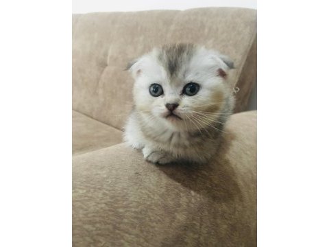 Scottish fold kedimizi sahiplendiriyoruz