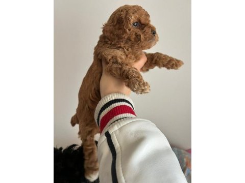 Toy poodle yavrularımız ömürlük aileleri bekliyor