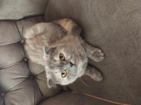 Ücretsiz sahiplendirme scottish fold