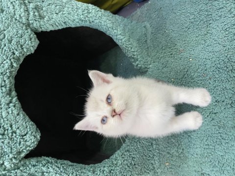 50 günlük orijinal british shorthair bebekler