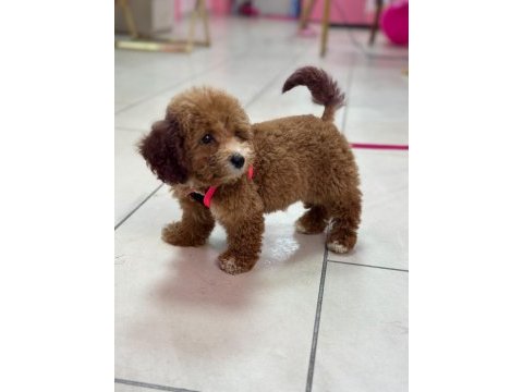 4.5 aylık toy poodle yavrumuz