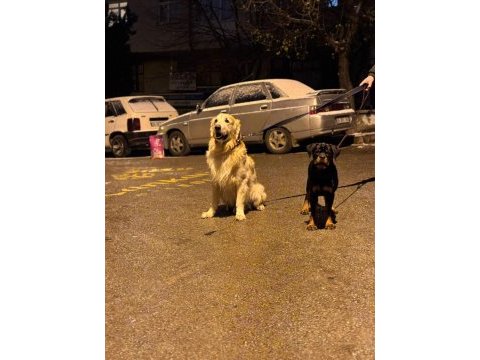 Extrem rottweiler