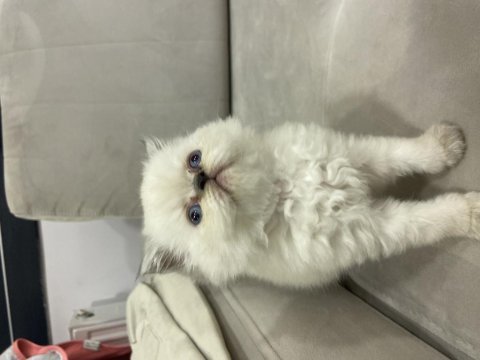 Blue point beyaz british longhair