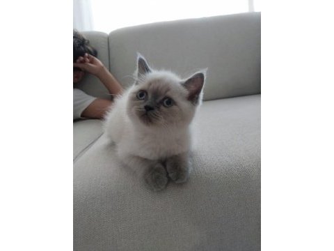 Acil son iki bebek british shorthair