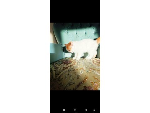Türkiye'nin en iyilerinden exotic shorthair