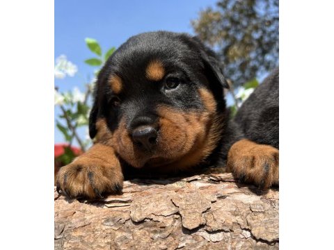 Harika anatomi üst kalite rottweiler yavrular