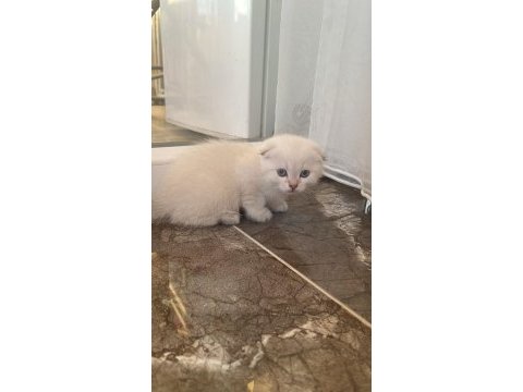 Scottish fold paşam ve prenses hazır