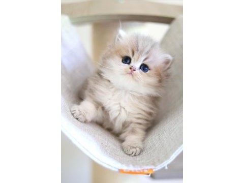British longhair dişi ve erkek