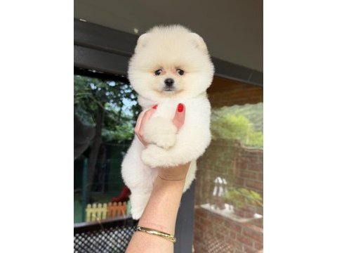 Boo erkek pomeranian