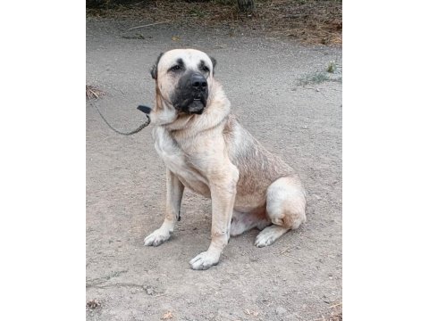 Sürüye uygun kangal çoban köpeği