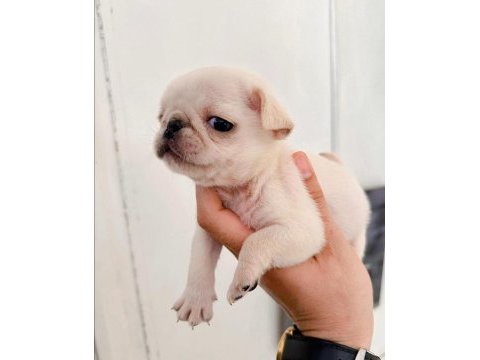 Black tan platinium choco carrier erkek egzotic pug