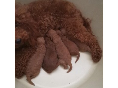 Korean toy poodle bebekler