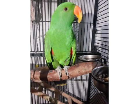 Koleksiyonluk arayanlar eclectus