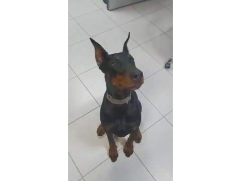Üst kalite doberman yavruları