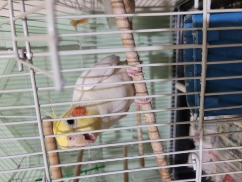 Sultan papağanlarımız albino