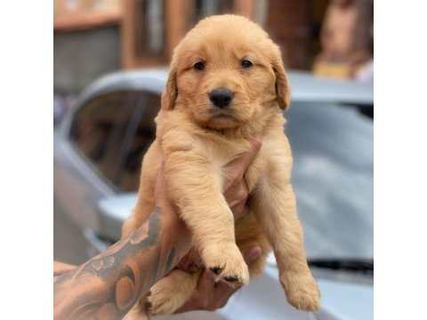 Golden retriever yavruları