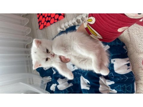 Yavru british shorthair cana yakın cins
