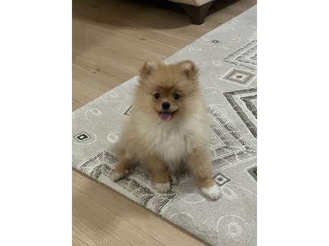 Pomeranian boo köpeğimiz