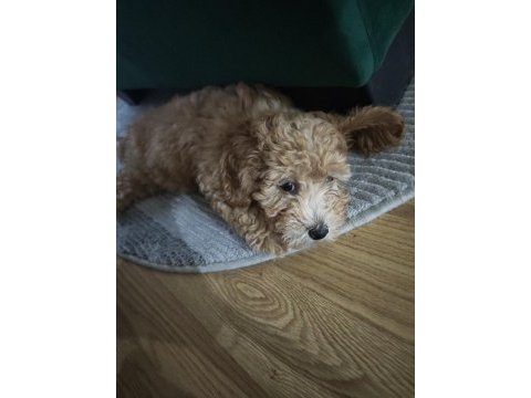 Sevgi dolu bir yuva arıyoruz köpeğimize