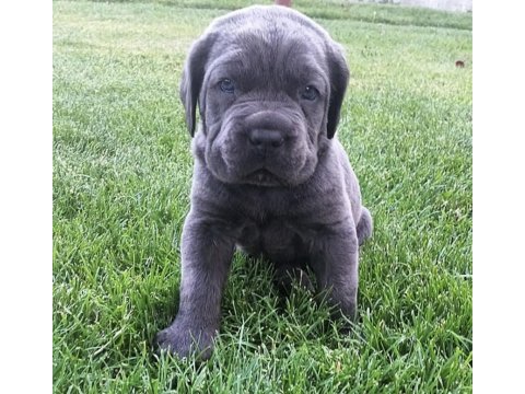 Cane corso sağlık ve ırk garantili